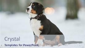  Presentation with puppy - Beautiful slides featuring entlebucher-sennenhund-puppy-in-winter backdrop and a sky blue colored foreground