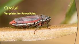  Presentation with stem - Presentation design having entomological - cuerna costalis sharpshooter leafhopper background and a tawny brown colored foreground