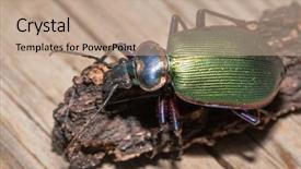  Presentation with fiery - Beautiful slide set featuring entomological - shiny fiery searcher a caterpillar backdrop and a coral colored foreground