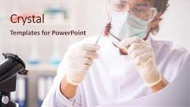  Presentation with lab - Theme consisting of entomologist working in the lab background and a lemonade colored foreground