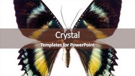  Presentation with butterfly - Presentation theme featuring entomology - alcides orontes is a large background and a tawny brown colored foreground