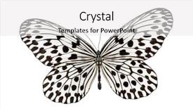  Presentation with entomology - Presentation design consisting of entomology - butterfly idea hypermnestra isolated background and a white colored foreground
