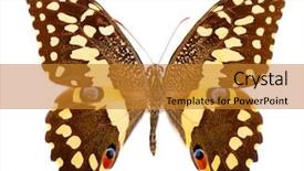  Presentation with entomology - PPT layouts enhanced with entomology - citrus swallowtail papilio demodocus is background and a gold colored foreground