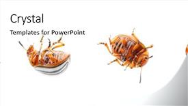 Presentation with entomology - Colorful PPT layouts enhanced with entomology - collage of potato bugs backdrop and a cream colored foreground