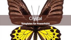  Presentation with interior design yellow and green - Amazing slides having entomology - common birdwing troides helena is backdrop and a tawny brown colored foreground