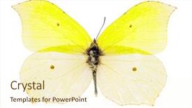  Presentation with butterfly transformation - PPT theme enhanced with entomology - common brimstone butterfly gonepteryx rhamni background and a cream colored foreground