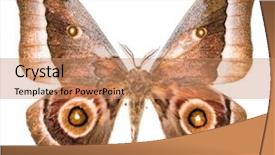  Presentation with entomology - Theme having entomology - emperor moth gonimbrasia zambesina background and a coral colored foreground