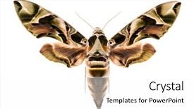  Presentation with hawk - Slides enhanced with entomology - female oleander hawk-moth daphnis nerii background and a white colored foreground