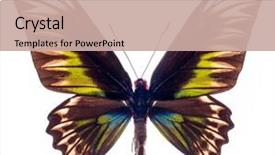  Presentation with female liver diseases - Slide set consisting of entomology - female rajah brooke's birdwing trogonoptera background and a coral colored foreground