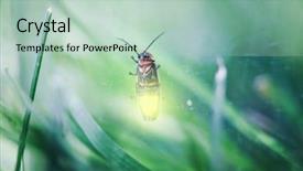  Presentation with entomology - Cool new presentation theme with entomology - firefliy in a jar backdrop and a mint green colored foreground