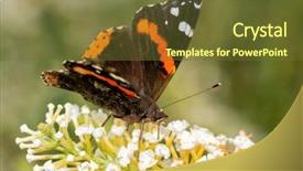  Presentation with red rose bush - Colorful PPT layouts enhanced with entomology - front view of a red backdrop and a tawny brown colored foreground
