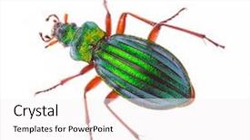  Presentation with entomology - Slide set consisting of entomology - golden ground beetle carabus auronitens background and a white colored foreground