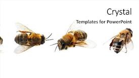  Presentation with entomology - Audience pleasing slide deck consisting of entomology - honey bees on white background backdrop and a cream colored foreground