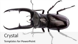  Presentation with entomology - Beautiful slide set featuring entomology - large stag beetle hexarthrius mandibularis backdrop and a white colored foreground
