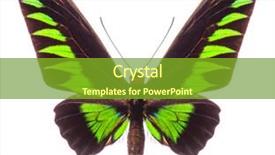  Presentation with hologram mesh human male - Slide deck enhanced with entomology - male rajah brooke's birdwing trogonoptera background and a tawny brown colored foreground