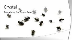  Presentation with entomology - Presentation theme consisting of entomology - many several dead flies background and a white colored foreground