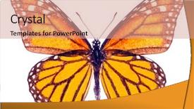  Presentation with monarch butterfly - Audience pleasing slide set consisting of entomology - monarch butterfly danaus plexippus isolated backdrop and a coral colored foreground