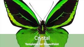  Presentation with solomon - Theme having entomology - ornithoptera priamus is a beutiful background and a shamrock green colored foreground