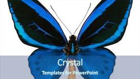  Presentation with solomon - Cool new presentation theme with entomology - ornithoptera urvillianus is a rare backdrop and a ocean colored foreground