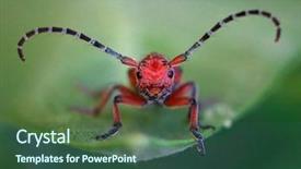  Presentation with entomology - PPT layouts having entomology - red milkweed longhorn beetle background and a ocean colored foreground