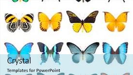  Presentation with entomology - Cool new PPT theme with entomology - set of beautiful and colorful backdrop and a light blue colored foreground