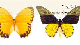  Presentation with entomology - Cool new theme with entomology - set of four beautiful colorful backdrop and a yellow colored foreground