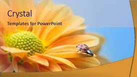  Presentation with daisy - Beautiful PPT theme featuring entomology - single ladybug explores a yellow backdrop and a yellow colored foreground