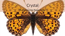  Presentation with pearl - Presentation theme with entomology - small pearl-bordered fritillary boloria selene background and a gold colored foreground