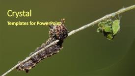  Presentation with caterpillar - Beautiful slide deck featuring entomology - tiny second instar backdrop and a tawny brown colored foreground