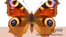  Presentation with entomology - Theme featuring entomology - vivid european peacock butterfly aglais background and a gold colored foreground