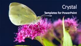  Presentation with moth - PPT layouts enhanced with entomology - yellow moth macro detail perching background and a navy blue colored foreground