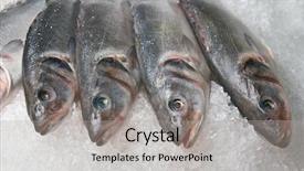  Presentation with ice - Presentation theme having almost finished bridge to russian island the longest cable-stayed bridge in the world note slight blurriness best at smaller sizes background and a light blue colored foreground.