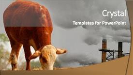  Presentation with cow - PPT layouts featuring envinroment industry - cow and smoke stacks background and a gray colored foreground