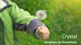  Presentation with dandelion - Audience pleasing presentation theme consisting of enviroment - dandelion in child hand green backdrop and a tawny brown colored foreground