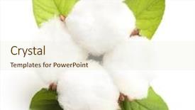  Presentation with cotton - Theme consisting of environment - cotton plant flower isolated background and a cream colored foreground