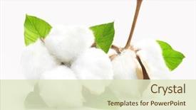  Presentation with cotton - Cool new presentation theme with environment - cotton plant flower isolated backdrop and a soft green colored foreground