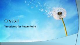 Presentation with dandelion - Slide deck enhanced with environment - dandelion with seeds blowing away background and a light blue colored foreground