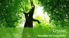  Presentation with green beauty - Presentation theme featuring environment - forest tree nature green wood background and a forest green colored foreground