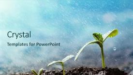  Presentation with rain - Audience pleasing slide deck consisting of environment - green seedling growing backdrop and a light blue colored foreground