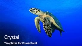  Presentation with marine - PPT theme with marine environment - sea turtle hawksbill turtle background and a navy blue colored foreground