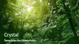  Presentation with jungle - Audience pleasing slide deck consisting of environment - sunlit tree canopy in tropical backdrop and a tawny brown colored foreground