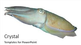  Presentation with fish spoilage - Beautiful theme featuring environment market - cuttlefish fish isolated on white backdrop and a white colored foreground