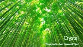  Presentation with kyoto - PPT theme featuring environment tradisition - bamboo forest of arashiyama near background and a forest green colored foreground