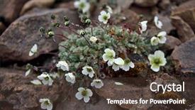  Presentation with papaver somnifera - Presentation consisting of environment tundra - arctic poppy papaver radicatum background and a tawny brown colored foreground