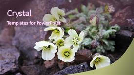  Presentation with papaver somnifera - PPT theme featuring environment tundra - arctic poppy papaver radicatum background and a tawny brown colored foreground