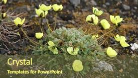  Presentation with poppy - Presentation theme enhanced with environment tundra - arctic poppy background and a tawny brown colored foreground
