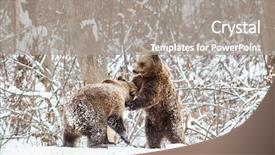  Presentation with tundra - Slide set having environment tundra - bear cubs playing in snow background and a gray colored foreground