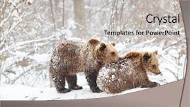  Presentation with snow - Presentation theme featuring environment tundra - bear cubs playing in snow background and a light gray colored foreground