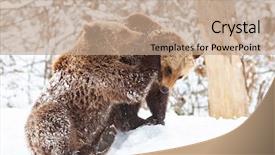  Presentation with masha and the bear - Cool new slide deck with environment tundra - bear cubs playing in snow backdrop and a coral colored foreground