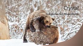  Presentation with snow - Beautiful PPT layouts featuring environment tundra - bear cubs playing in snow backdrop and a light gray colored foreground